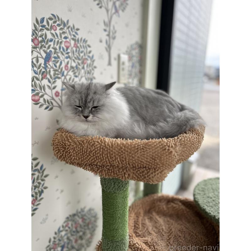 販売中の長野県のミヌエット-131594の8枚目