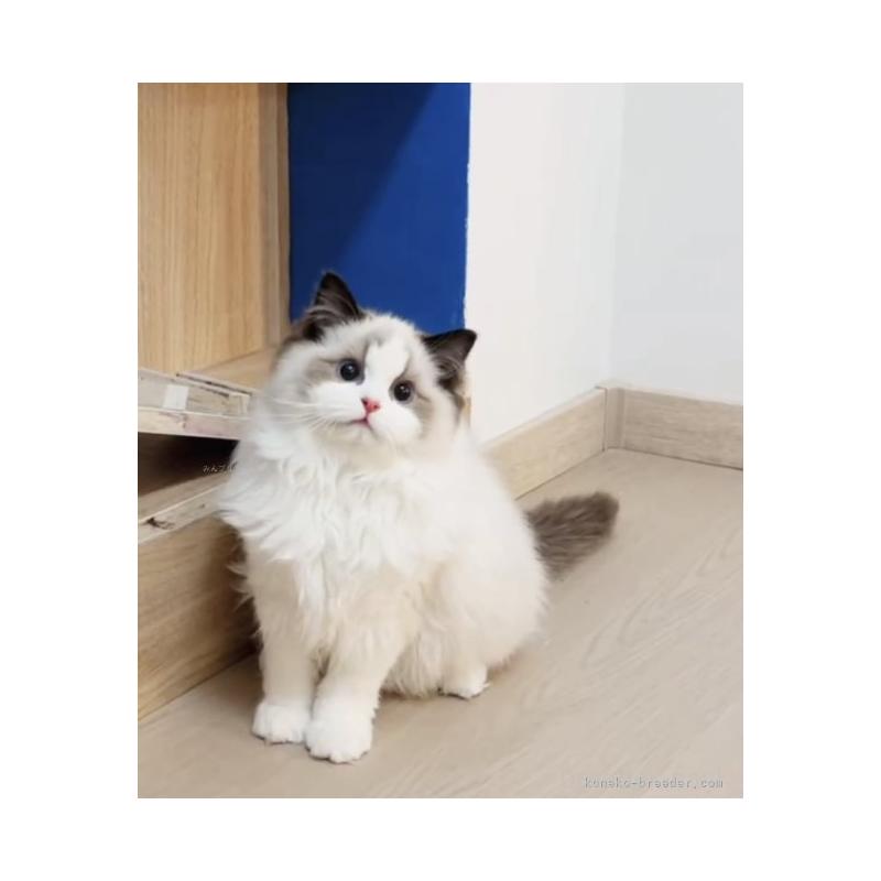 ココちゃん1枚目