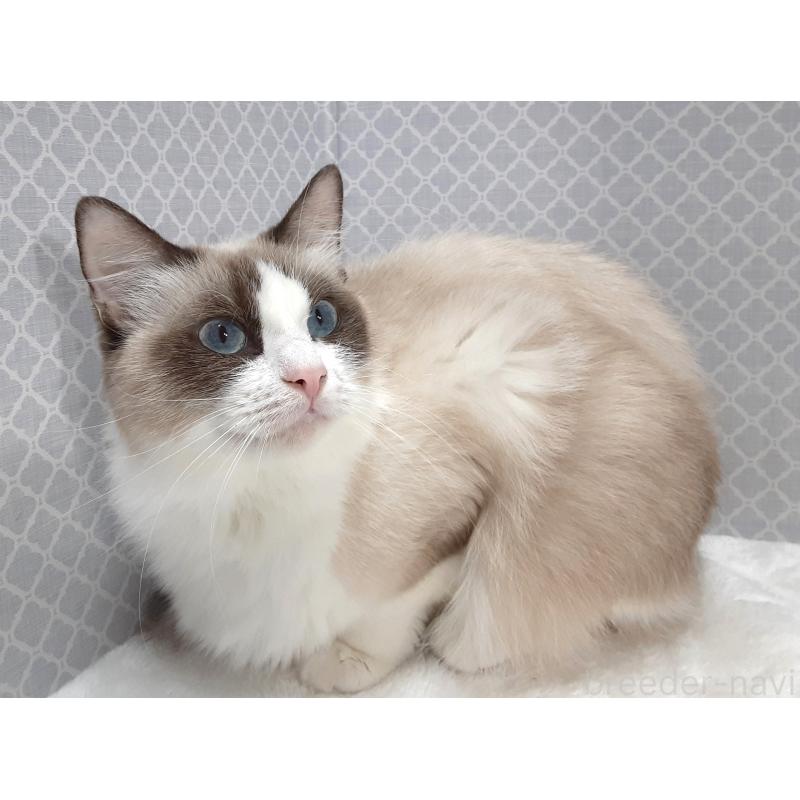 成約済の岐阜県のラグドール-132113の1枚目