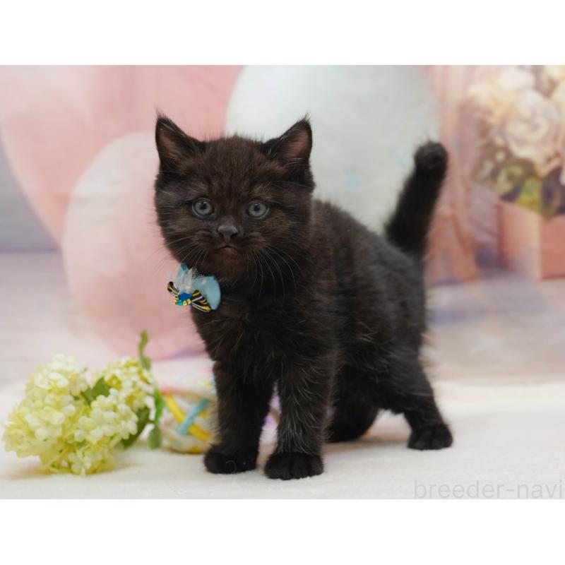 販売中の千葉県のマンチカン-132112