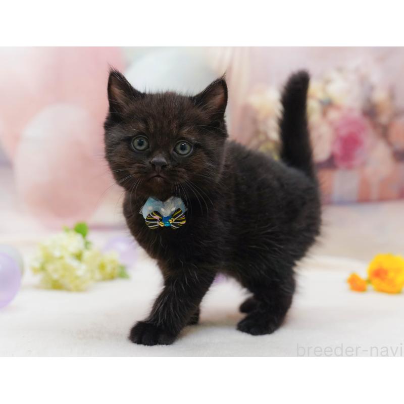 販売中の千葉県のマンチカン-132112の8枚目