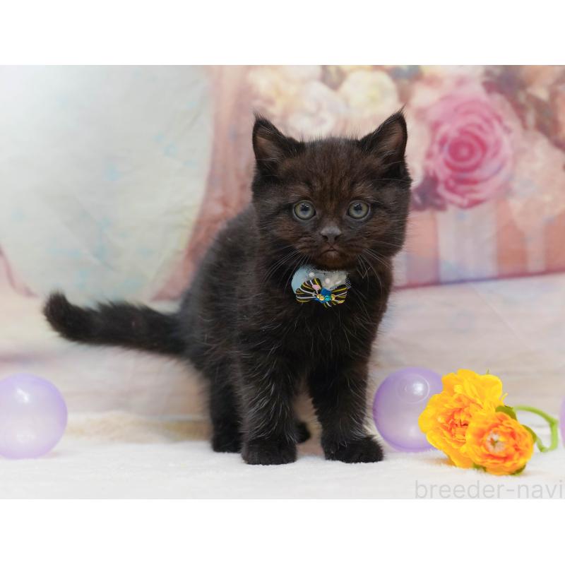 販売中の千葉県のマンチカン-132112の7枚目