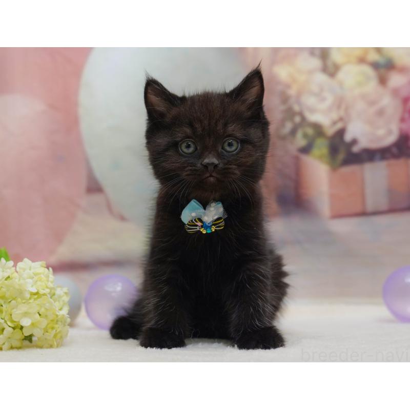 販売中の千葉県のマンチカン-132112の6枚目