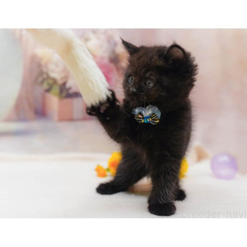 販売中の千葉県のマンチカン-132112の5枚目