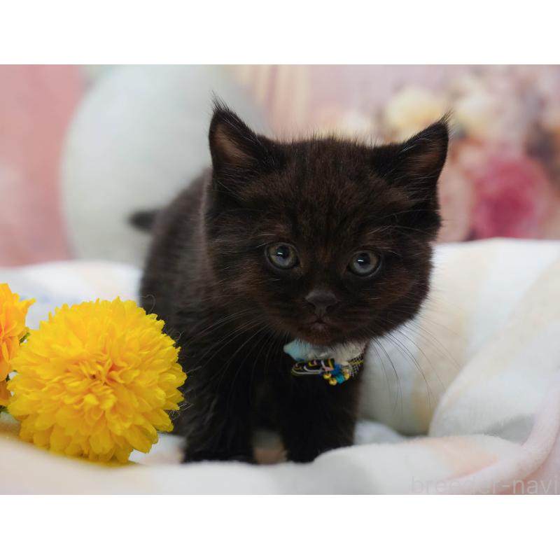 販売中の千葉県のマンチカン-132112の4枚目