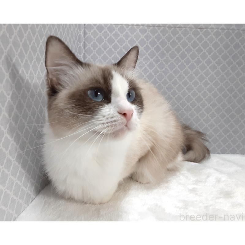 成約済の岐阜県のラグドール-132113の3枚目