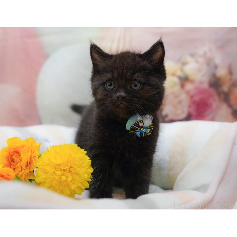 販売中の千葉県のマンチカン-132112の3枚目