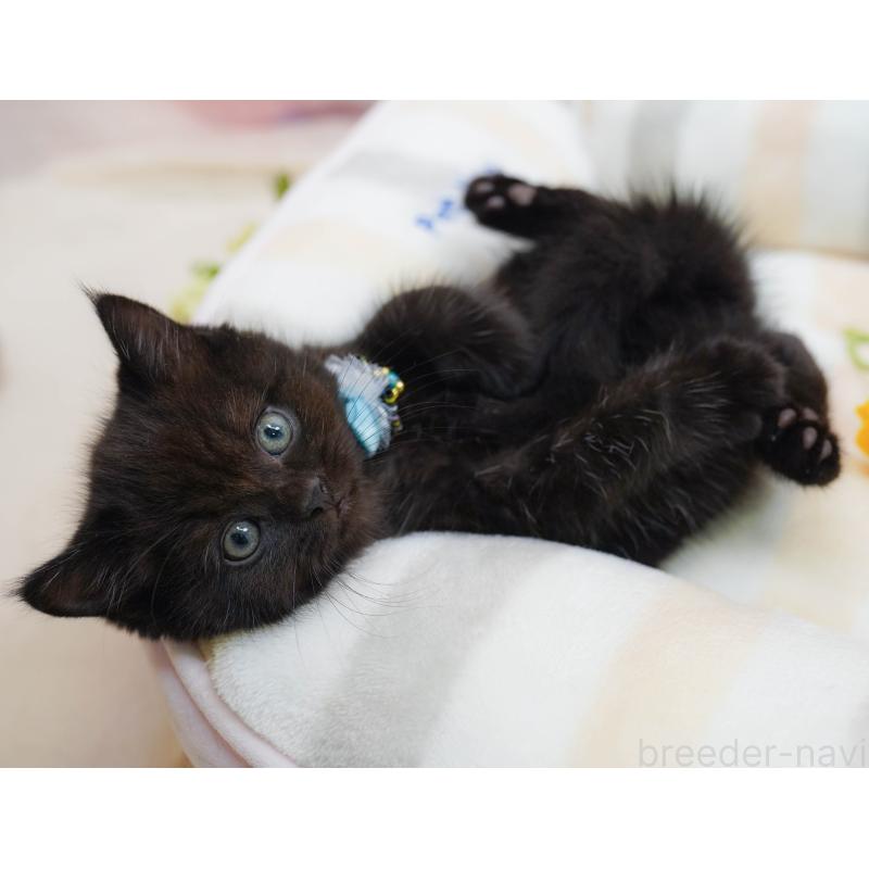 販売中の千葉県のマンチカン-132112の2枚目