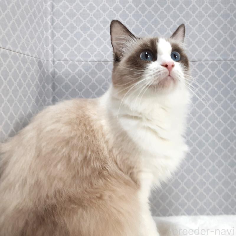 成約済の岐阜県のラグドール-132113の2枚目