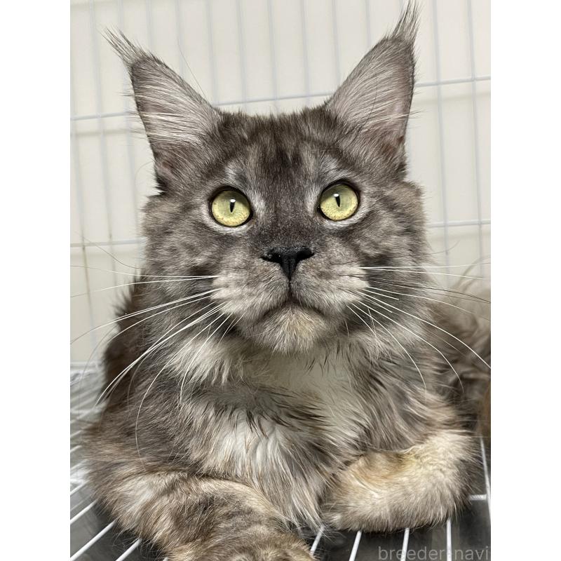 販売中の埼玉県のメインクーン-132115の3枚目