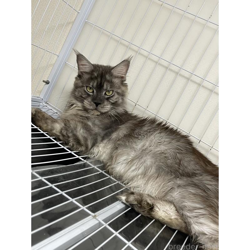 販売中の埼玉県のメインクーン-132115の2枚目