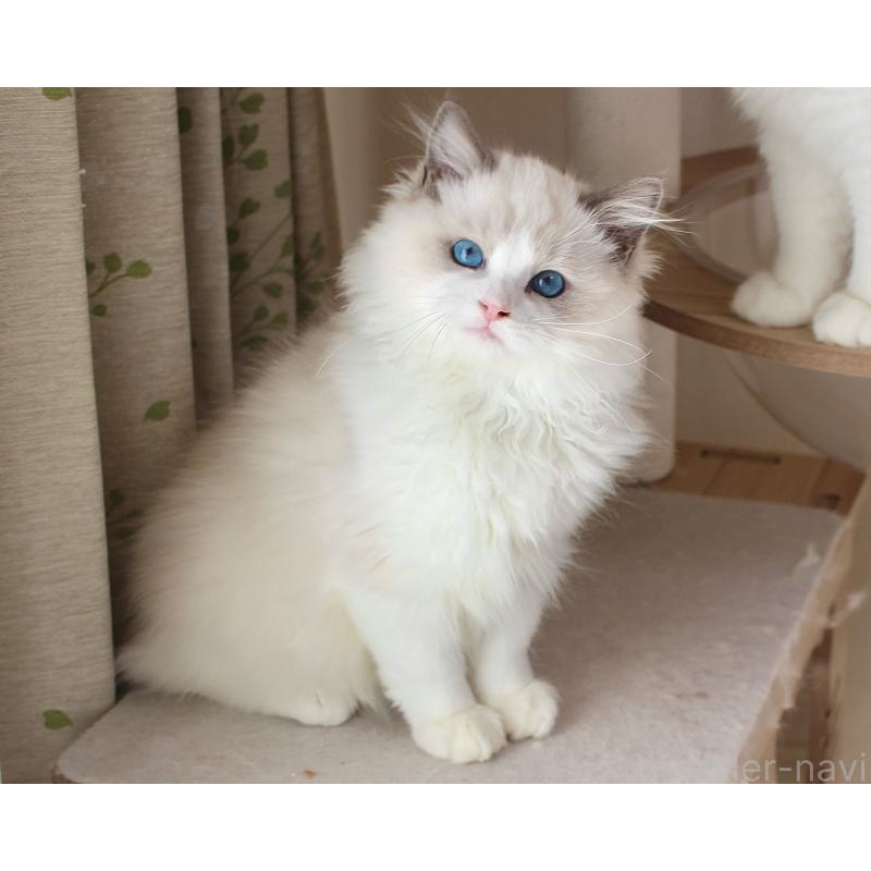 販売中の山梨県のラグドール-128444の11枚目