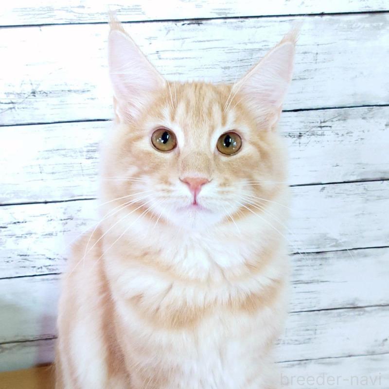 販売中の東京都のノルウェージャンフォレストキャット-121227