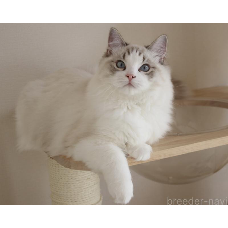 販売中の山梨県のラグドール-119960の9枚目