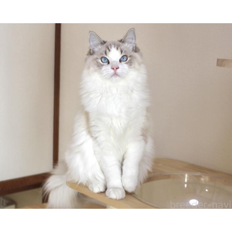 販売中の山梨県のラグドール-119960の8枚目