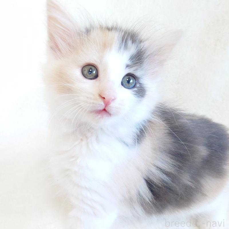 販売中の東京都のノルウェージャンフォレストキャット-130927