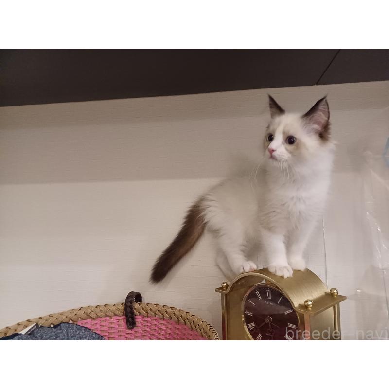 販売中の東京都のラグドール-132116の10枚目