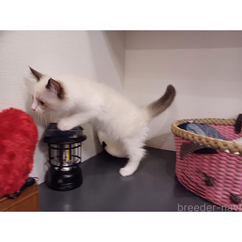 販売中の東京都のラグドール-132116の9枚目