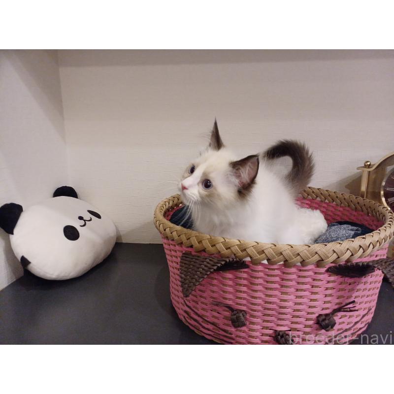 販売中の東京都のラグドール-132116の8枚目