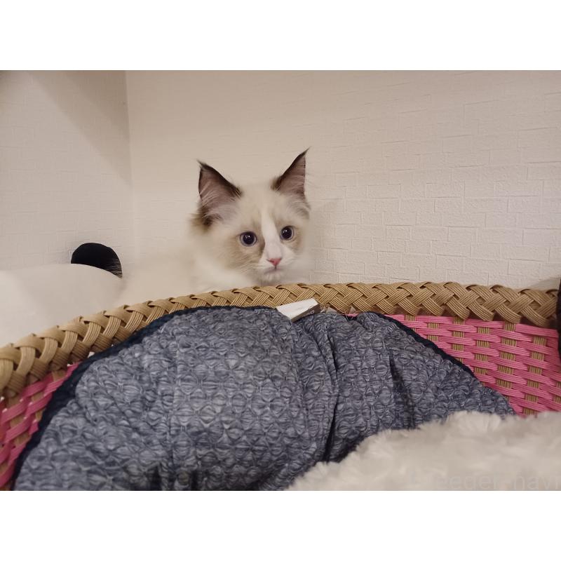 販売中の東京都のラグドール-132116の7枚目