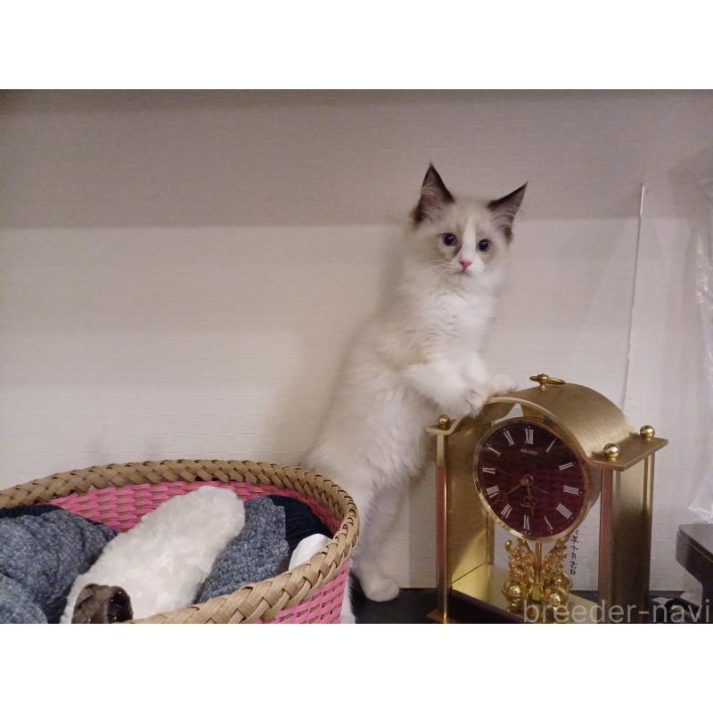 販売中の東京都のラグドール-132116の6枚目