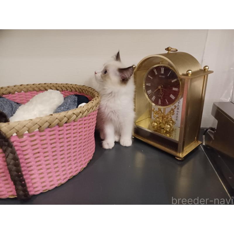 販売中の東京都のラグドール-132116の5枚目