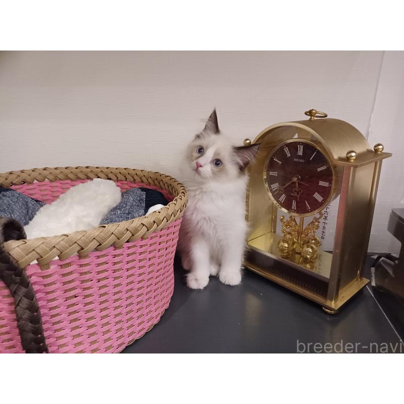 販売中の東京都のラグドール-132116の4枚目