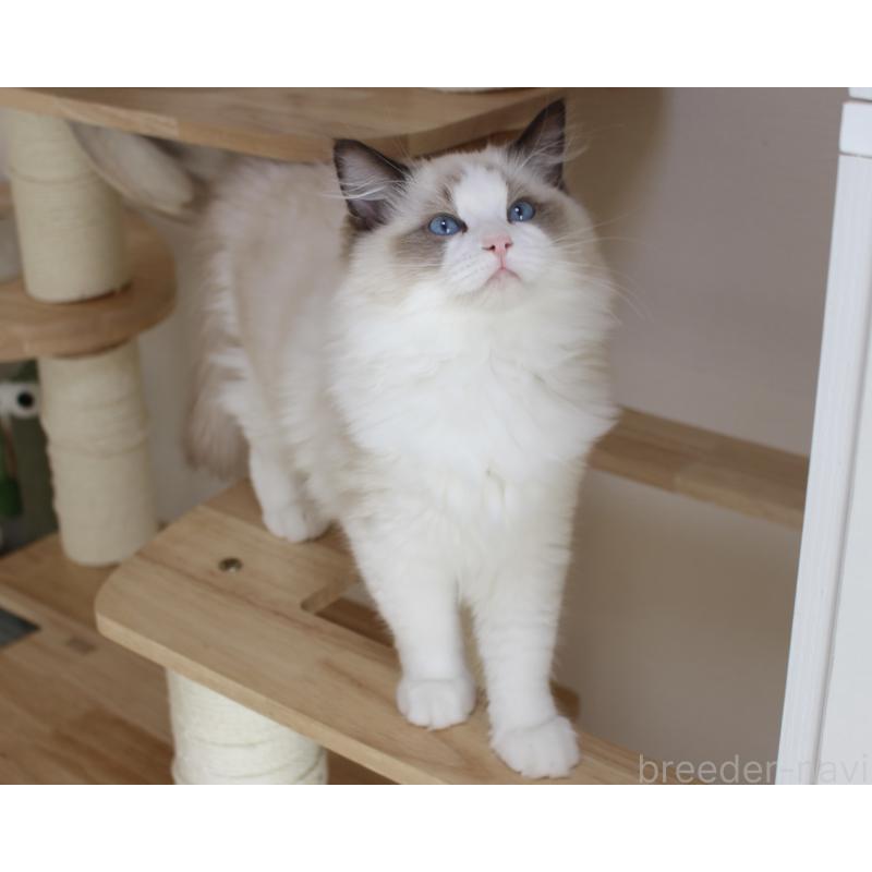 商談中の山梨県のラグドール-124577の13枚目