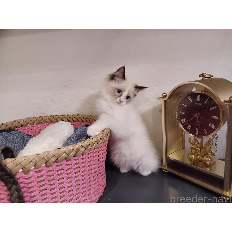 販売中の東京都のラグドール-132116の3枚目