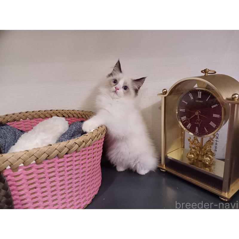 販売中の東京都のラグドール-132116の2枚目