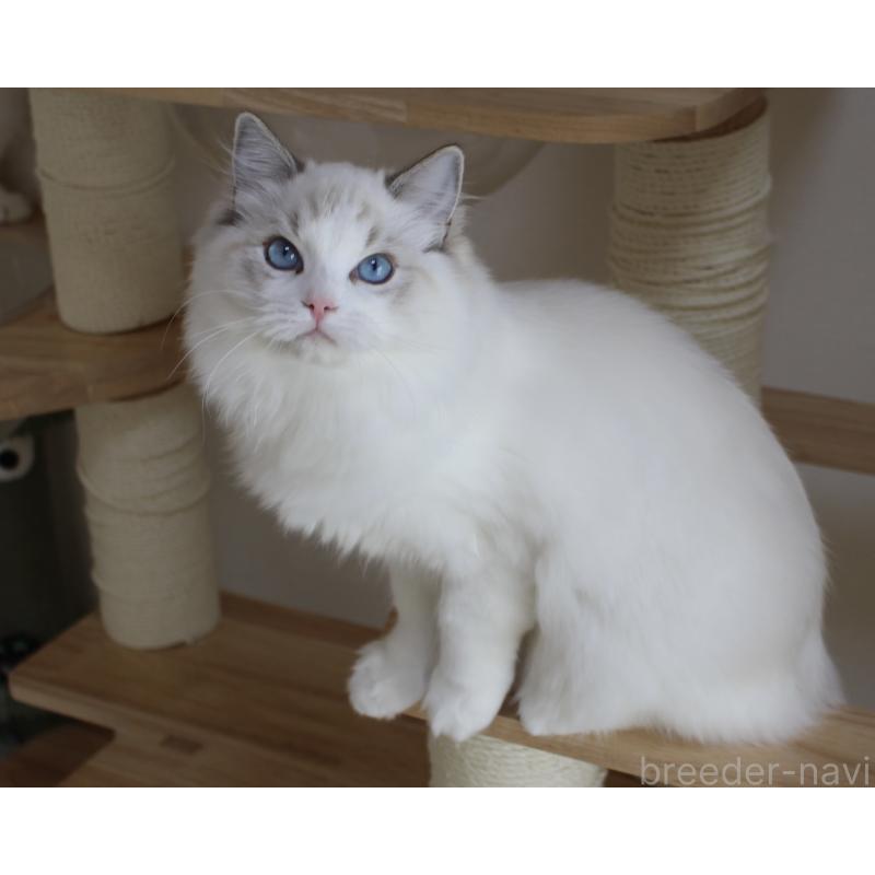 販売中の山梨県のラグドール-120017の5枚目