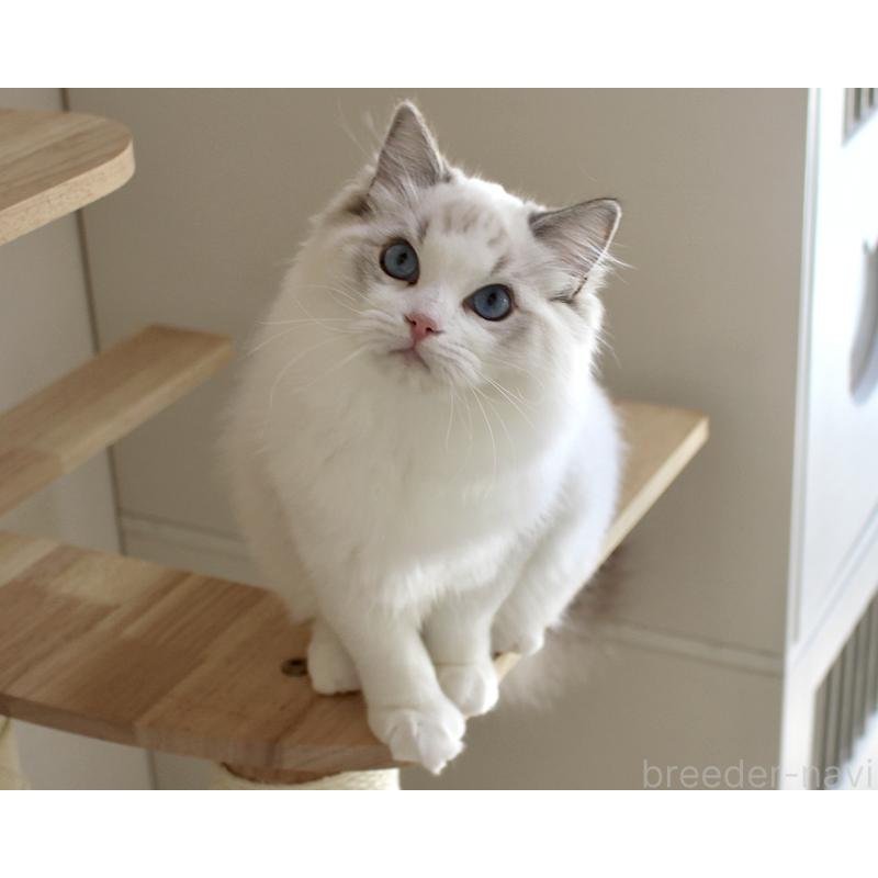 販売中の山梨県のラグドール-120017の4枚目