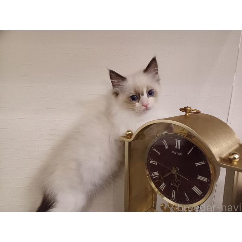 販売中の東京都のラグドール-132117の10枚目