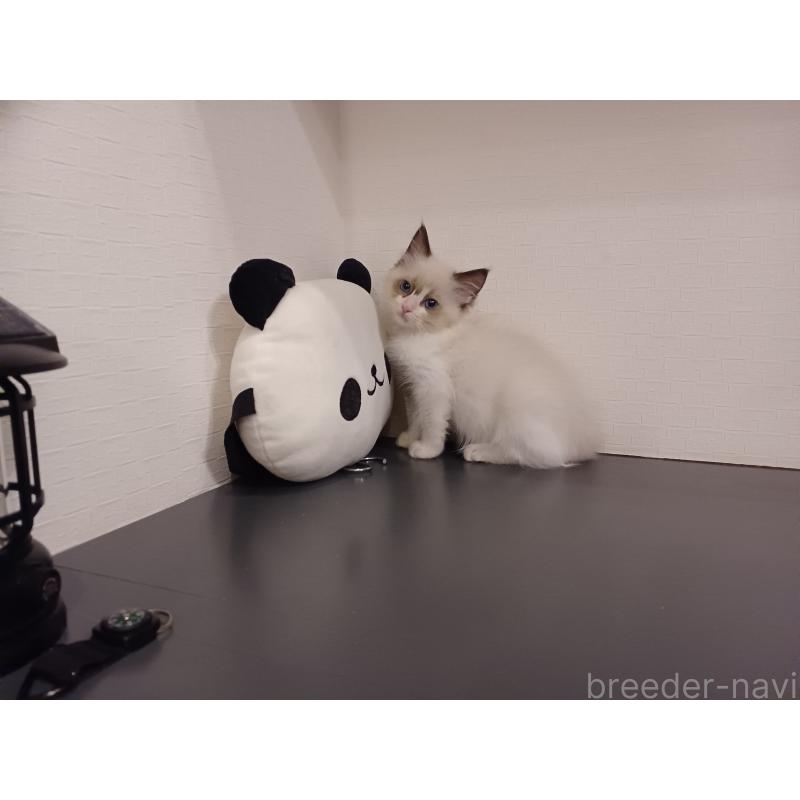 販売中の東京都のラグドール-132117の9枚目