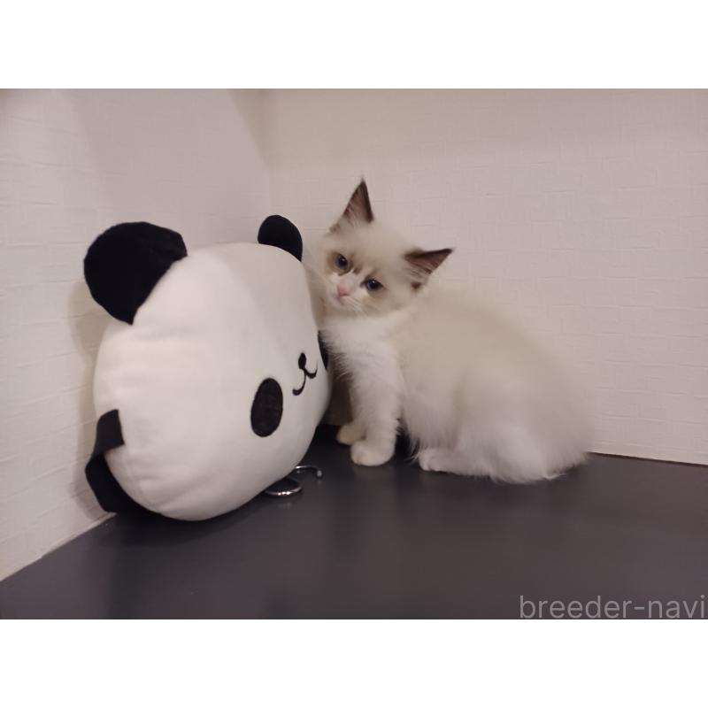 販売中の東京都のラグドール-132117の8枚目