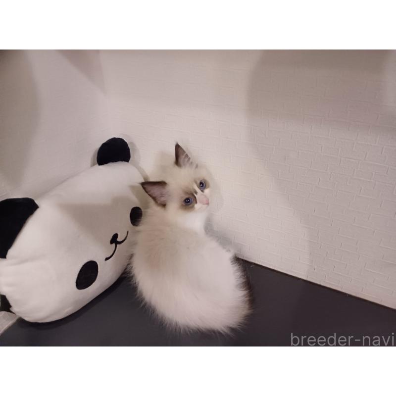 販売中の東京都のラグドール-132117の7枚目