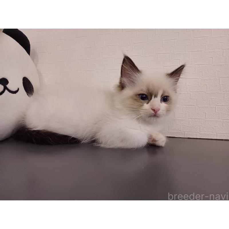 販売中の東京都のラグドール-132117の6枚目