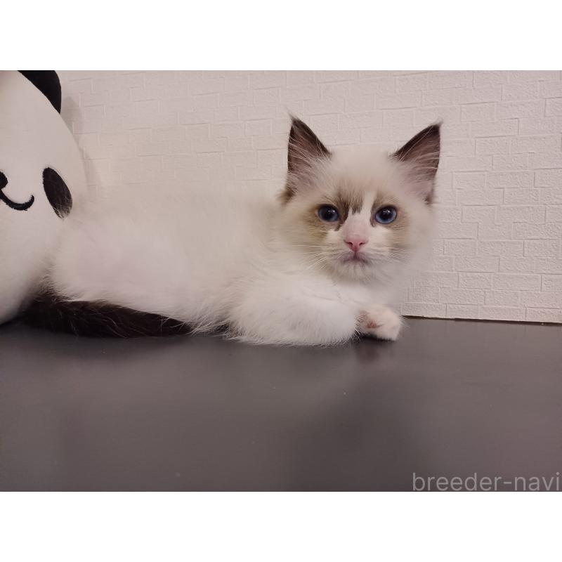 販売中の東京都のラグドール-132117の5枚目