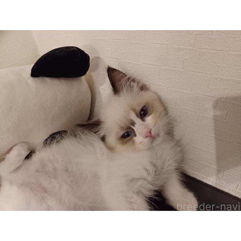 販売中の東京都のラグドール-132117の4枚目