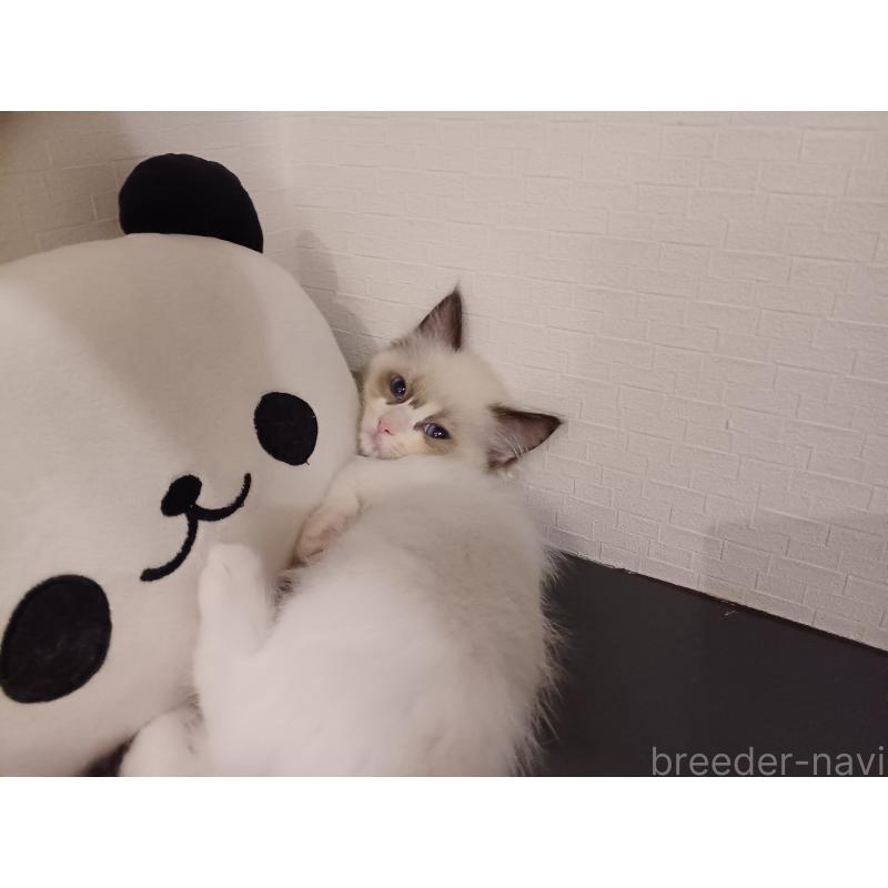 販売中の東京都のラグドール-132117の3枚目