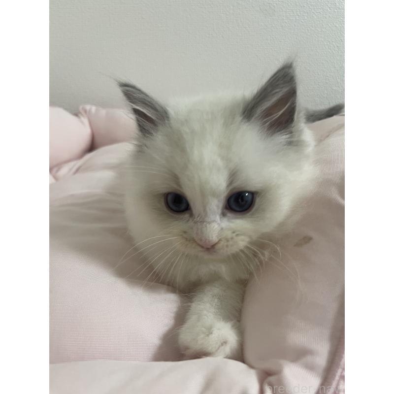 販売中の千葉県のラグドール-132118の5枚目