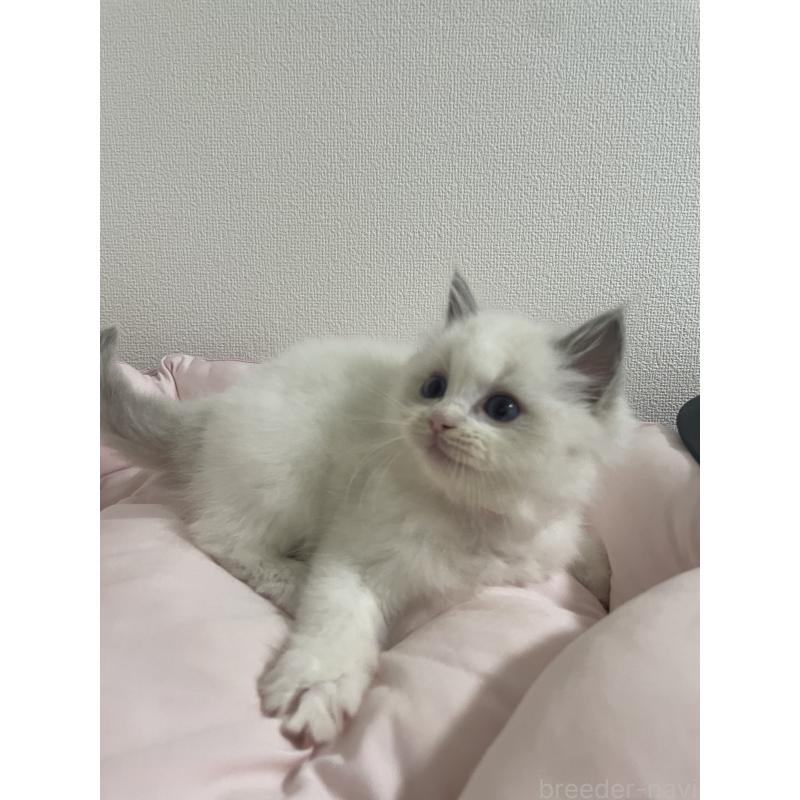 販売中の千葉県のラグドール-132118の4枚目