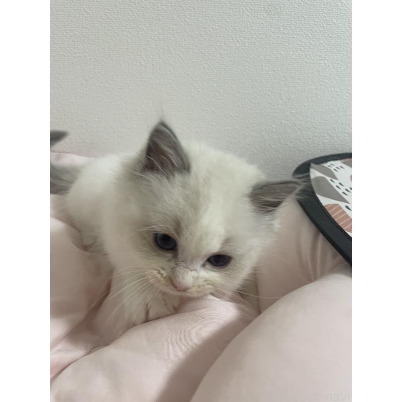 販売中の千葉県のラグドール-132118の3枚目