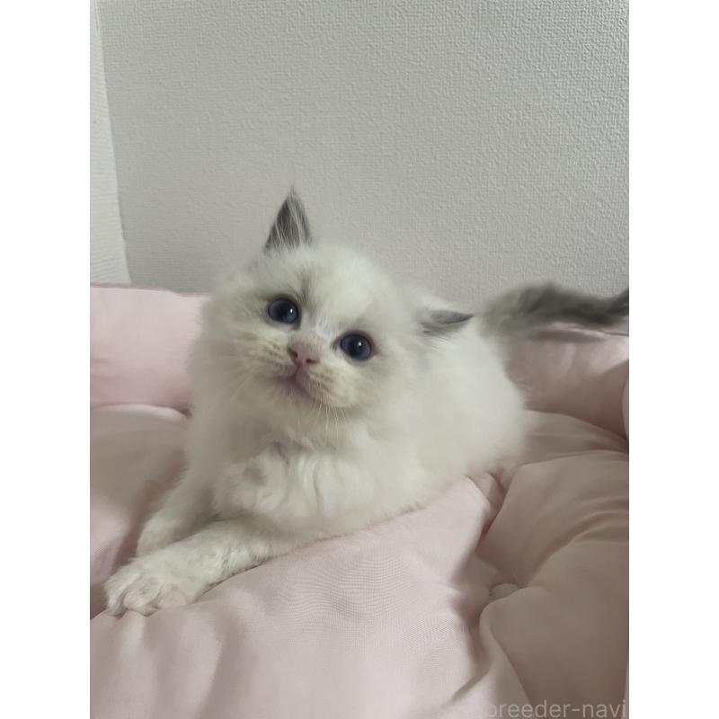 販売中の千葉県のラグドール-132118の2枚目