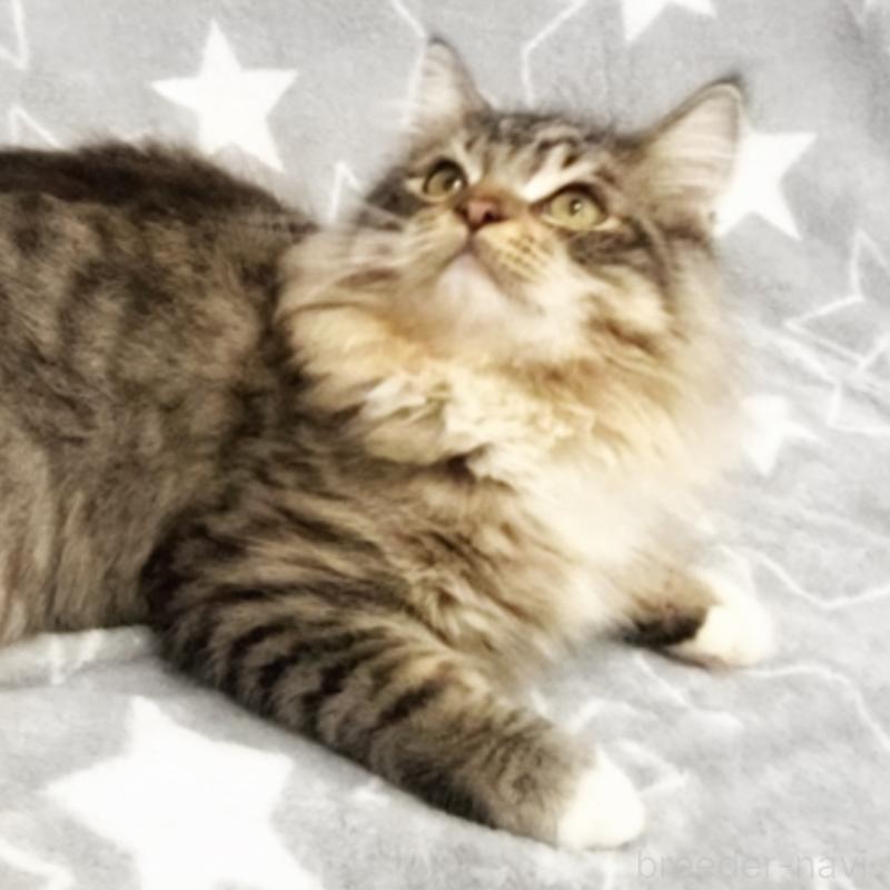 販売中の埼玉県のスコティッシュフォールド-132023の6枚目