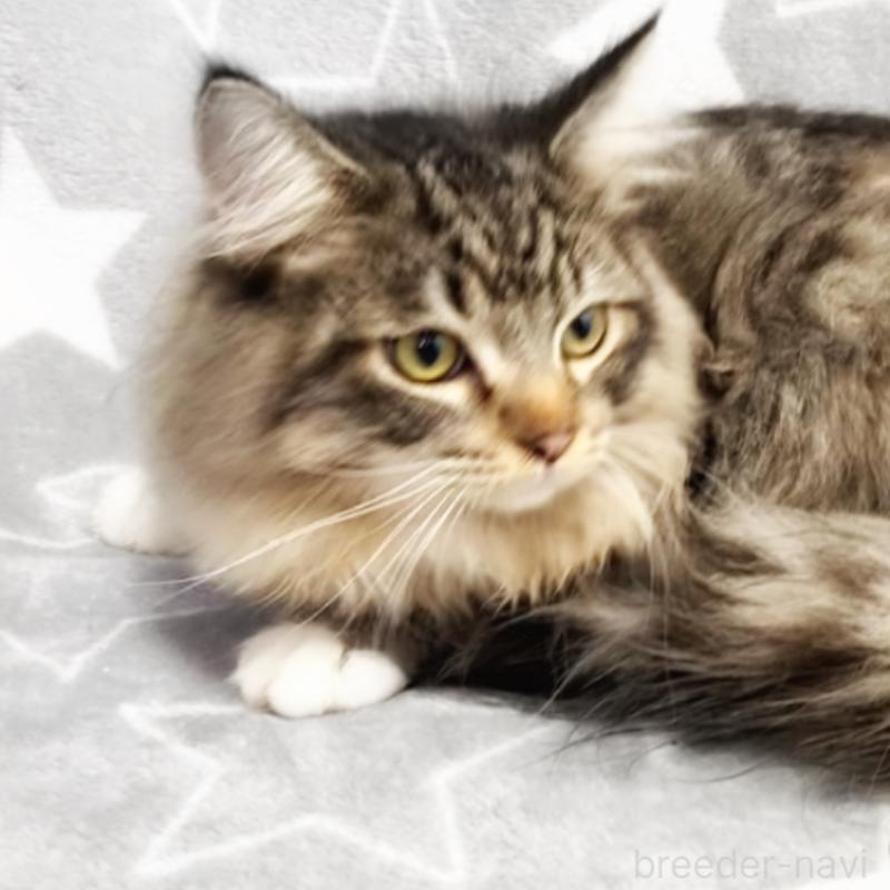 販売中の埼玉県のスコティッシュフォールド-132023の5枚目