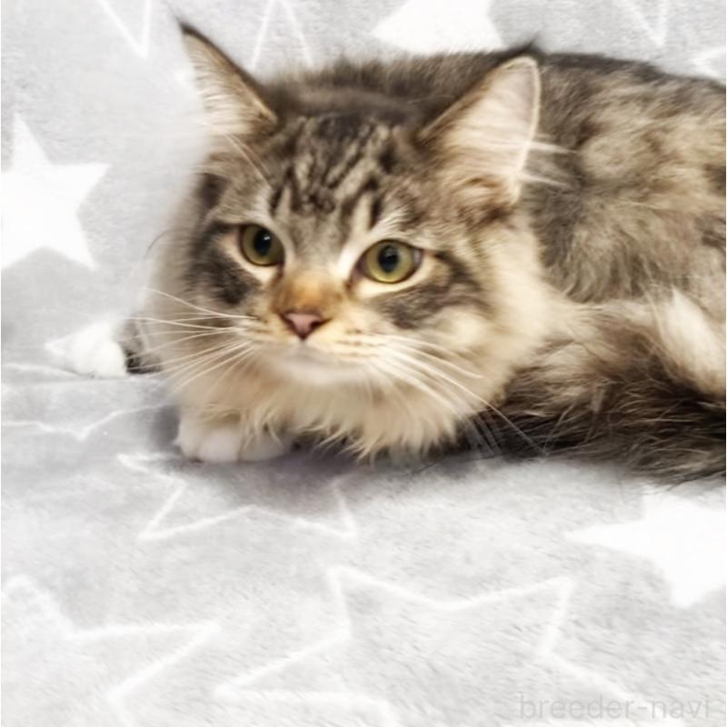 販売中の埼玉県のスコティッシュフォールド-132023