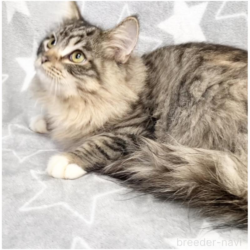 販売中の埼玉県のスコティッシュフォールド-132023の4枚目