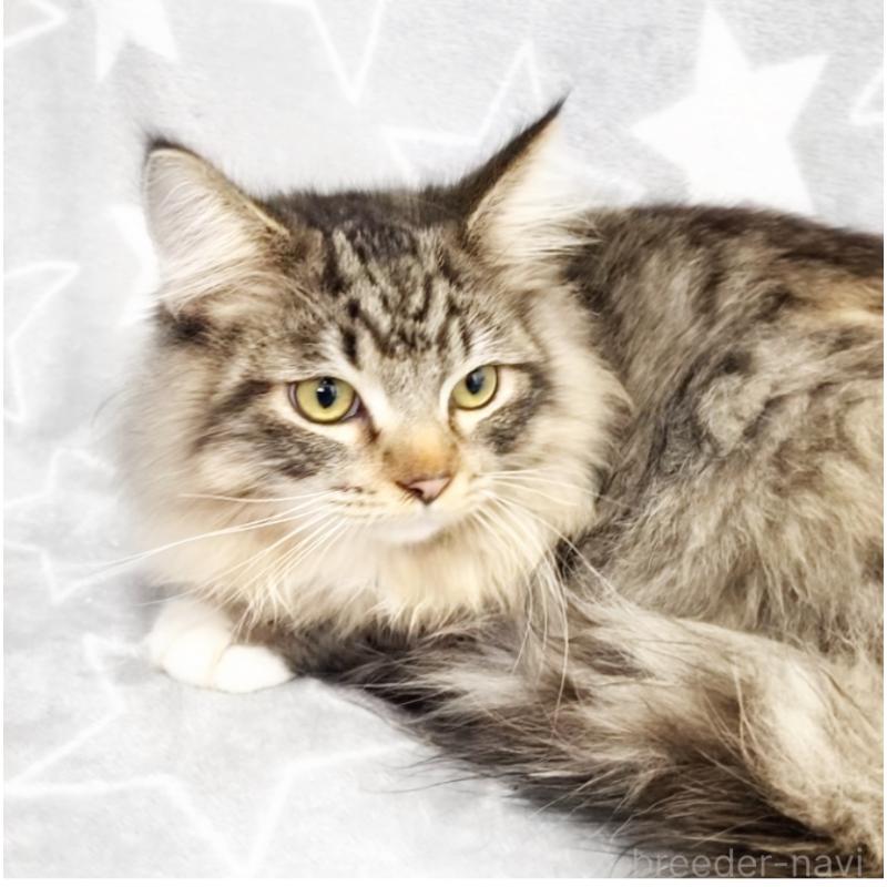 販売中の埼玉県のスコティッシュフォールド-132023の3枚目