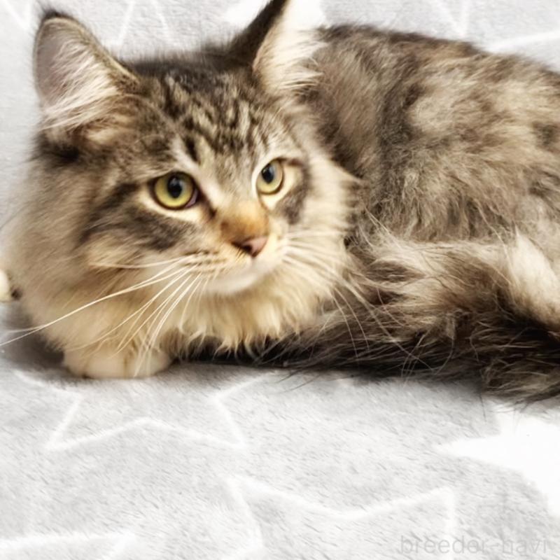 販売中の埼玉県のスコティッシュフォールド-132023の2枚目